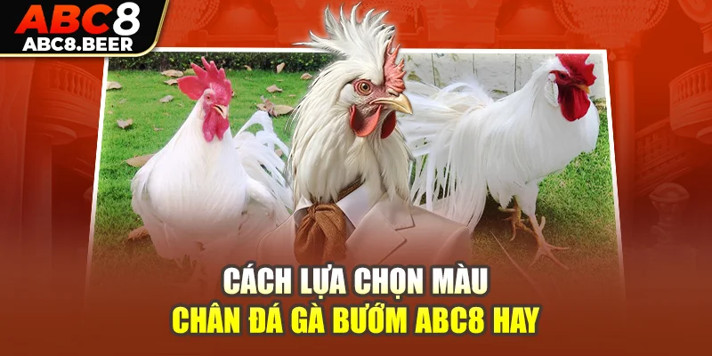 Cách lựa chọn màu chân đá gà bướm ABC8 hay