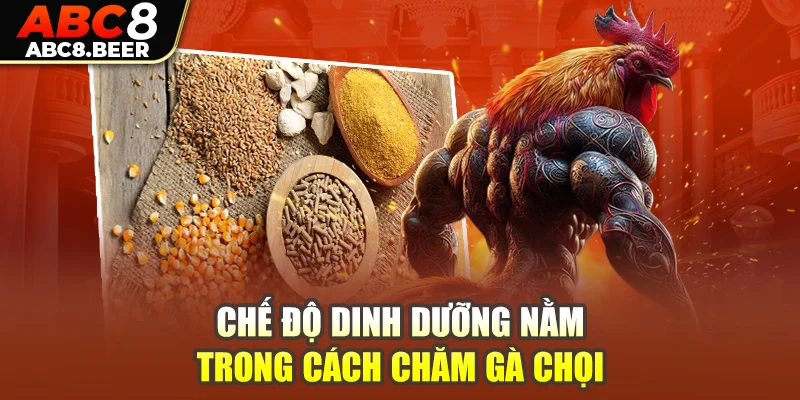 Chế độ dinh dưỡng nằm trong cách chăm gà chọi